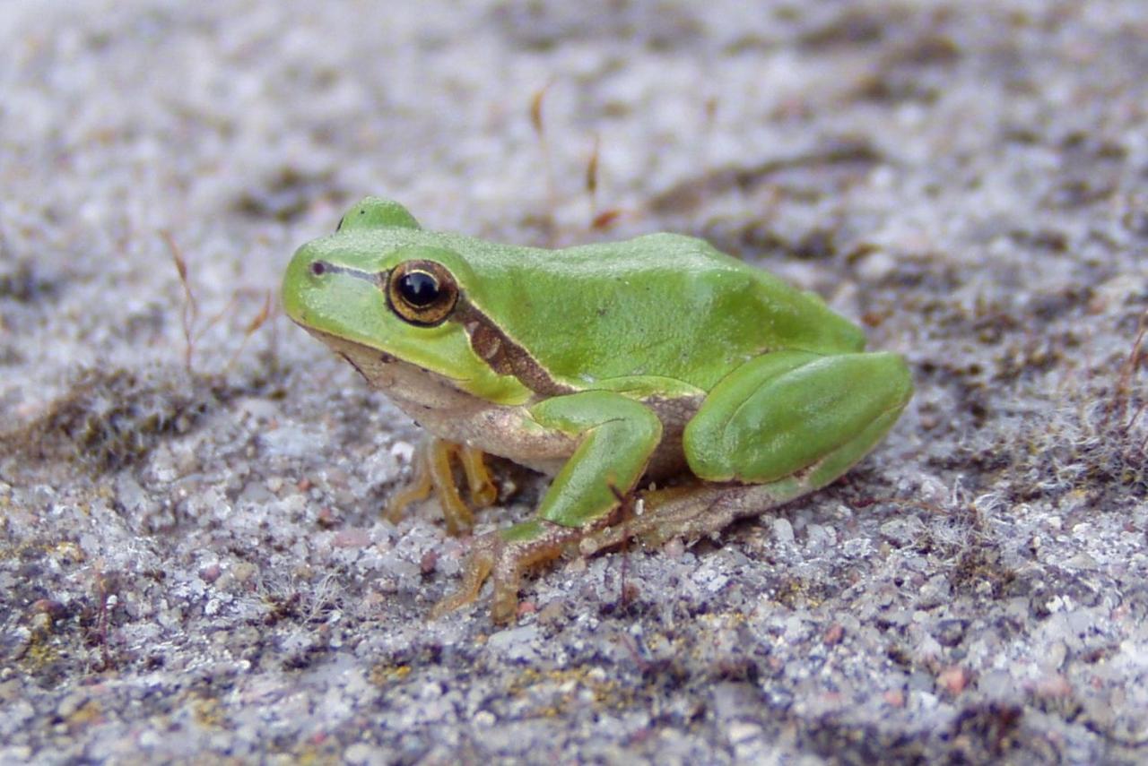 Pokoje Goscinne Przylesie Łobez Exterior foto